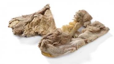 Lamm Kopfhaut gefriergetrocknet